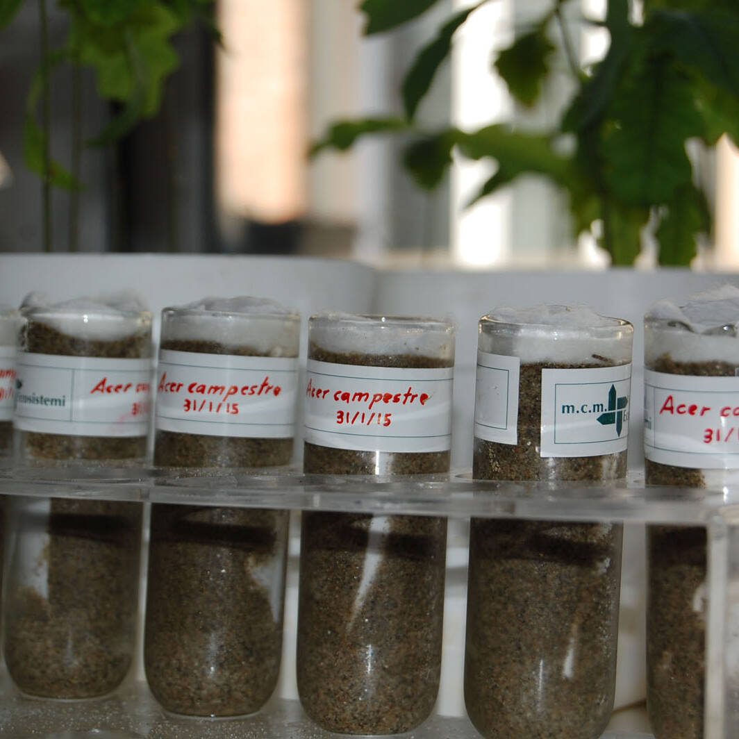 Germination forestal seeds germinazione semi forestali uai Germination forestal seeds germinazione semi forestali ECOSISTEMI Finanziamento UE New Life