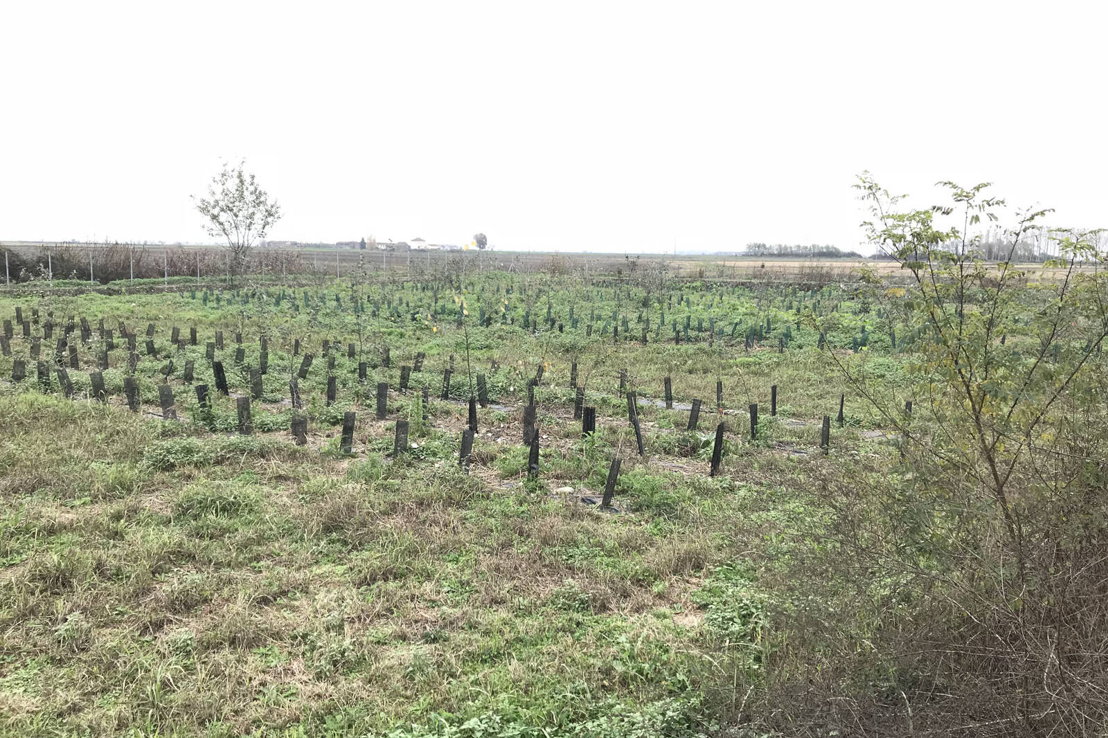 Intervento ripristino ricostituzione suolo restoration reconstituited soil uai Intervento ripristino ricostituzione suolo restoration reconstituited soil ECOSISTEMI Sperimentazione Vicolungo