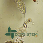 Laboratorio analisi chimiche microbiologiche mcm Ecosistemi Piacenza protozoi ciliati INDICE BIOTICO DEL FANGO (SLUDGE BIOTIC INDEX) ECOSISTEMI