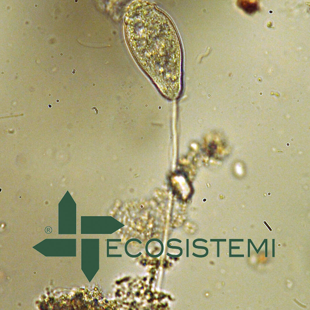 Laboratorio analisi chimiche microbiologiche mcm Ecosistemi Piacenza protozoi ciliati uai INDICE BIOTICO DEL FANGO (SLUDGE BIOTIC INDEX) ECOSISTEMI