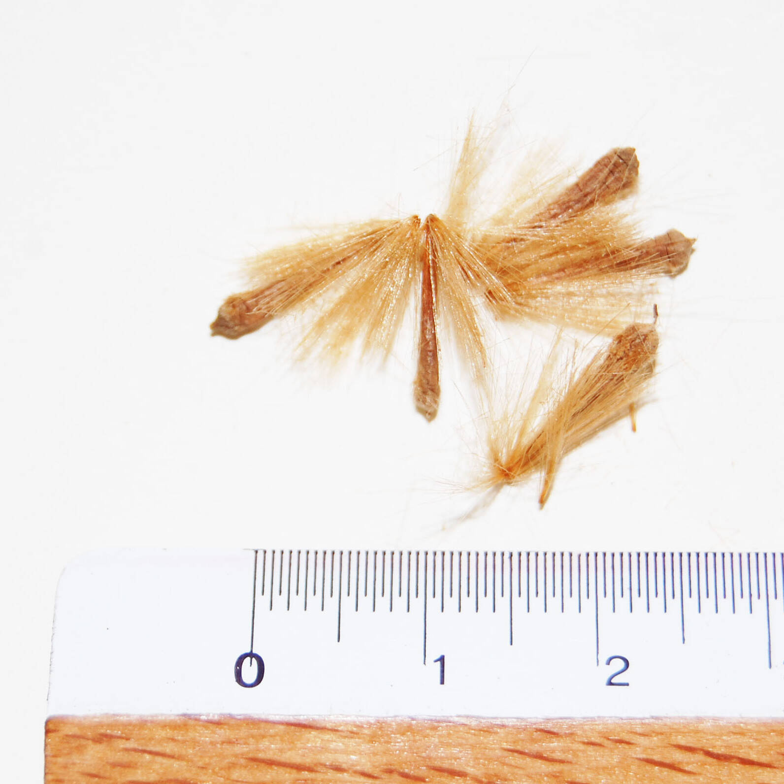 Platanus hybrida semi seeds mcm Ecosistemi uai Platanus hybrida semi seeds mcm Ecosistemi ECOSISTEMI Finanziamento UE New Life