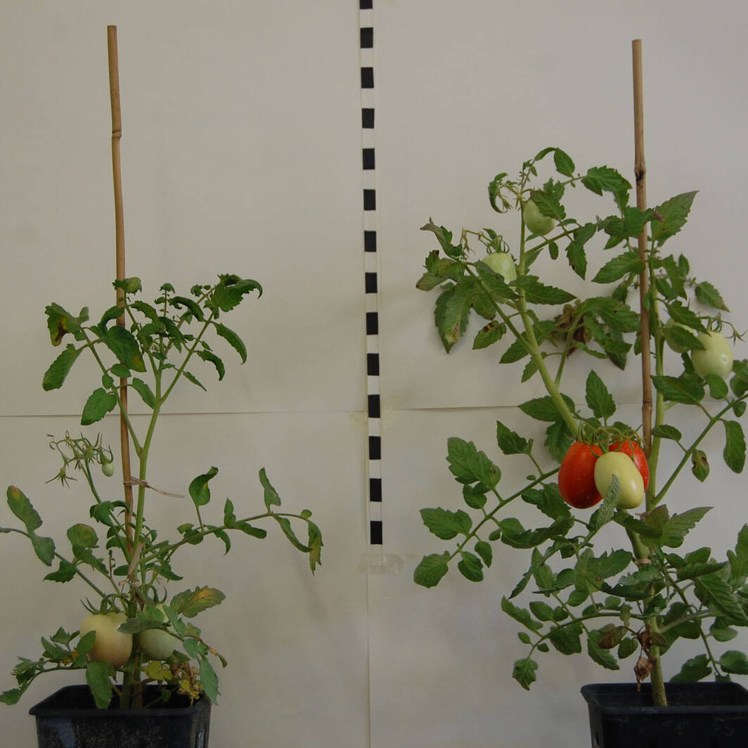 Pomodoro Tomato ricerca research mcm Ecosistemi uai Pomodoro Tomato ricerca research mcm Ecosistemi ECOSISTEMI Finanziamento UE New Life