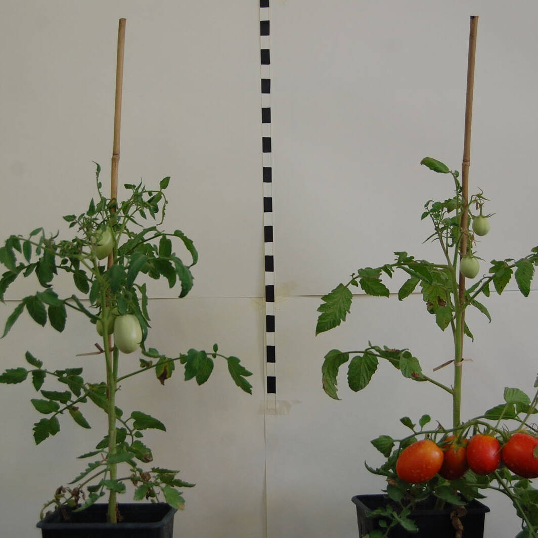 Pomodoro Tomato ricerca research pedotechnogy Педотехнологии uai Pomodoro Tomato ricerca research pedotechnogy Педотехнологии ECOSISTEMI Finanziamento UE New Life