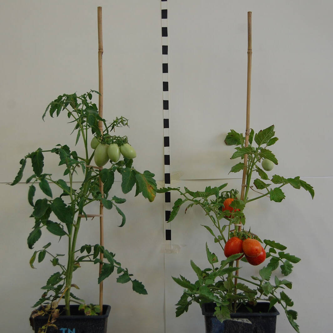 Pomodoro Tomato ricerca research pedotecnologia Педотехнологии uai Pomodoro Tomato ricerca research pedotecnologia Педотехнологии ECOSISTEMI Finanziamento UE New Life