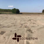 Ricostituzione suoli sabbiosi Ecosistemi Piacenza AUTORIZZAZIONE SECONDA CAMPAGNA AREA BOSCO PONTONE – AVVIO NUOVO INTERVENTO DI MIGLIORAMENTO AGRONOMICO ECOSISTEMI