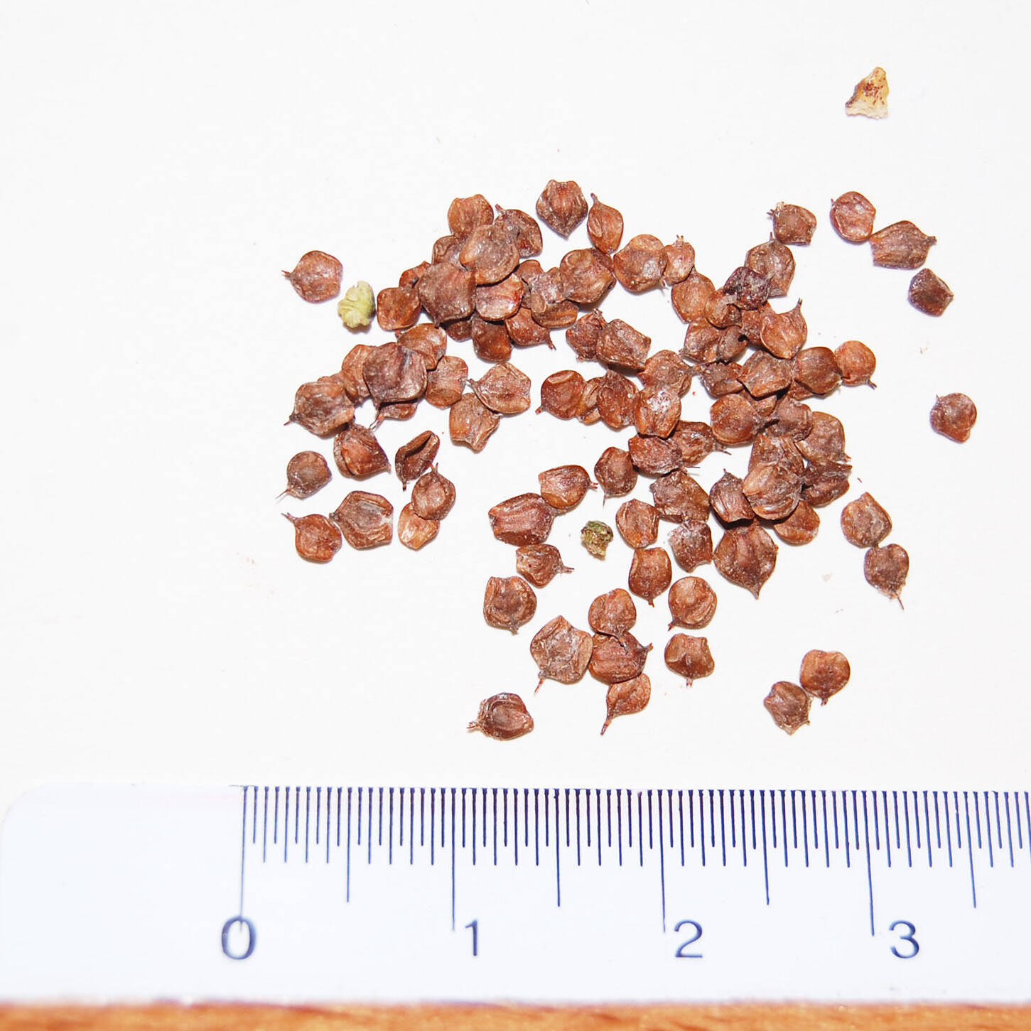 Semi alnus glutinosa seeds mcm Ecosistemi uai Semi alnus glutinosa seeds mcm Ecosistemi ECOSISTEMI Finanziamento UE New Life