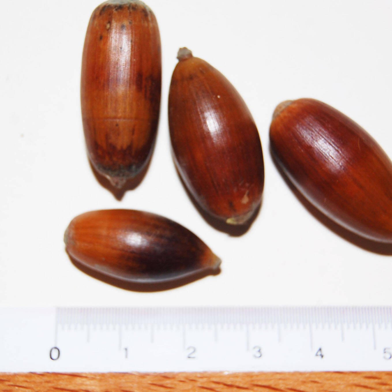 Semi quercus ilex seeds mcm Ecosistemi uai Semi quercus ilex seeds mcm Ecosistemi ECOSISTEMI Finanziamento UE New Life