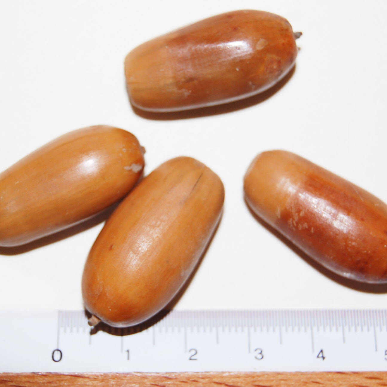 Semi quercus robur seeds mcm Ecosistemi uai Semi quercus robur seeds mcm Ecosistemi ECOSISTEMI Finanziamento UE New Life