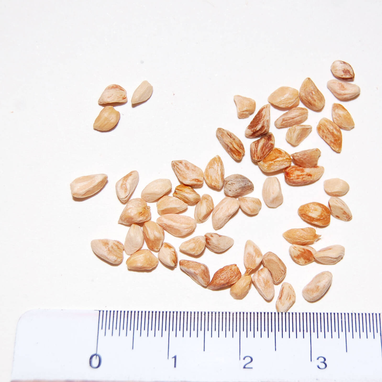 Semi rosa canina seeds mcm Ecosistemi uai Semi rosa canina seeds mcm Ecosistemi ECOSISTEMI Finanziamento UE New Life