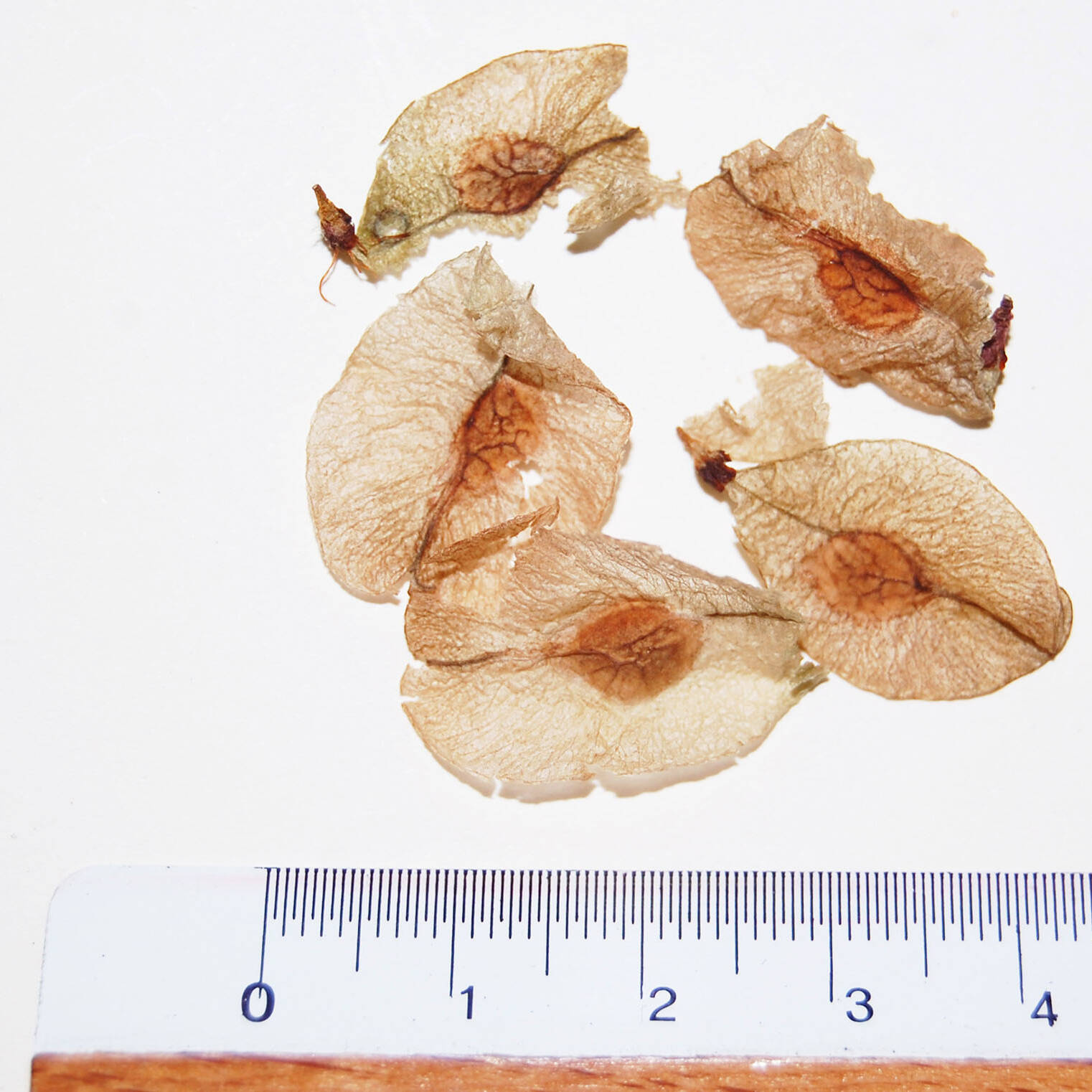Semi ulmus glabra seeds mcm Ecosistemi uai Semi ulmus glabra seeds mcm Ecosistemi ECOSISTEMI Finanziamento UE New Life