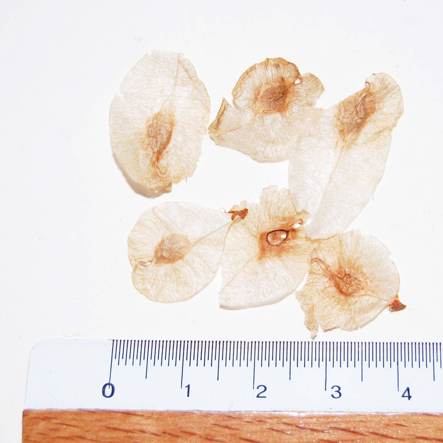 Semi ulmus minor seeds mcm Ecosistemi uai Semi ulmus minor seeds mcm Ecosistemi ECOSISTEMI Finanziamento UE New Life