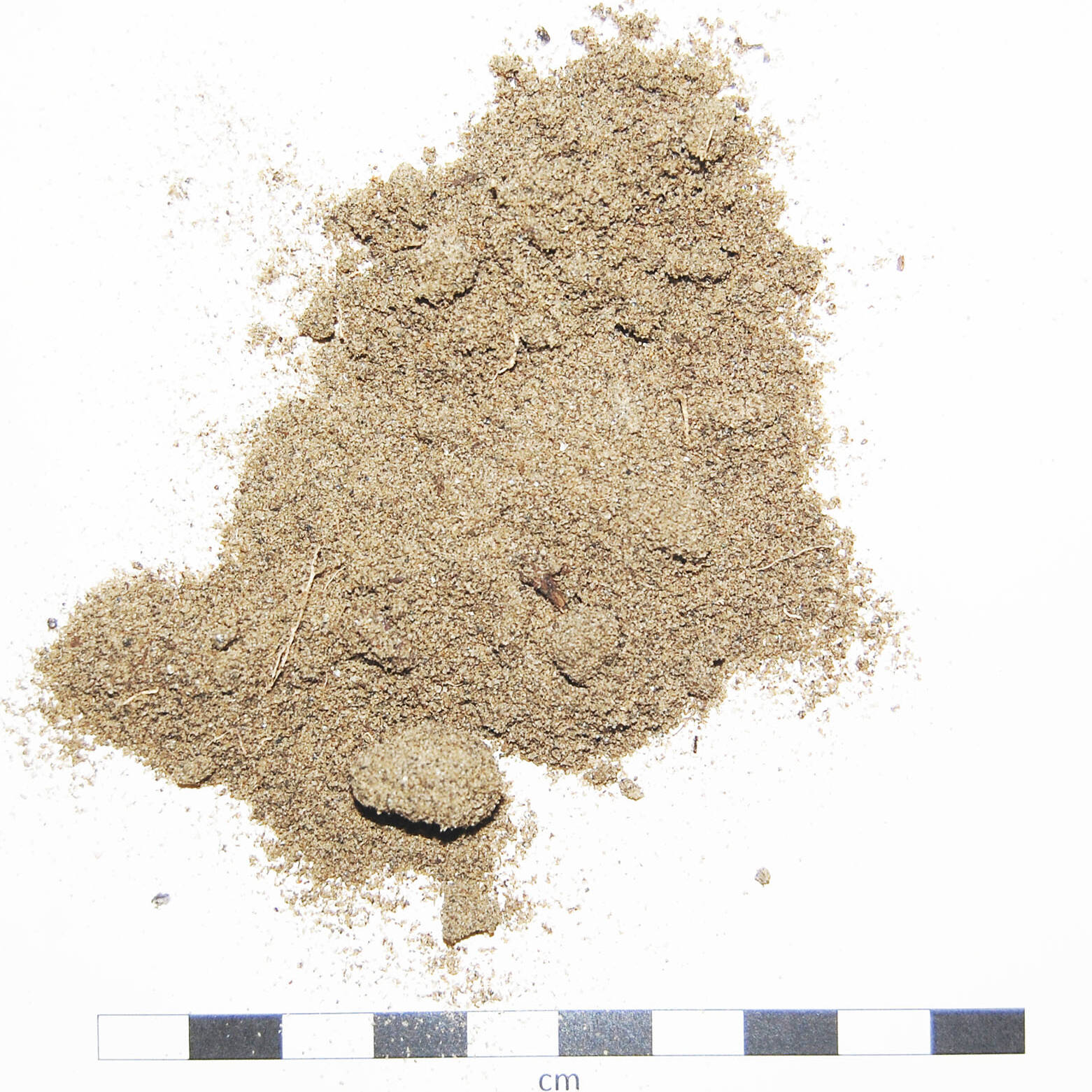 Soil sand degraded suolo sabbioso degradato Piacenza fertilizzazione ربة uai Soil sand degraded suolo sabbioso degradato Piacenza fertilizzazione ربة 22. Ricerca e sviluppo 2019 – 2020 Ricerca e sviluppo Soil sand degraded suolo sabbioso degradato Piacenza fertilizzazione ربة uai Soil sand degraded suolo sabbioso degradato Piacenza fertilizzazione ربة ECOSISTEMI Ricerca e sviluppo