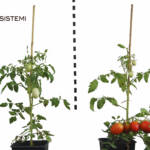 Suoli naturali ricostituiti Pomodoro Ecosistemi Piacenza NUOVA PUBBLICAZIONE DEL GRUPPO DI RICERCA SU AGROCHIMICA ECOSISTEMI