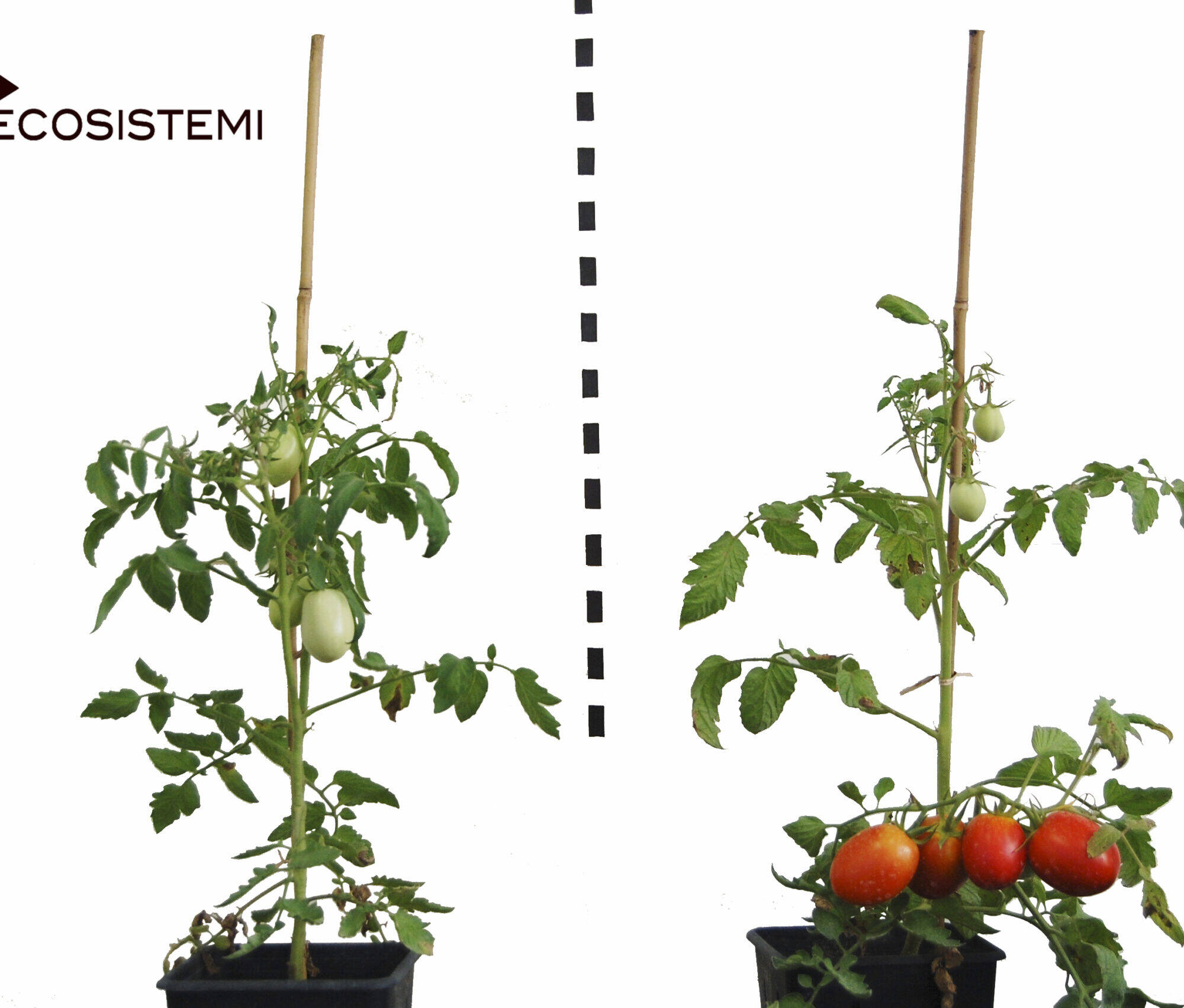 Reconstituted natural soils Tomato Ecosistemi Piacenza scaled uai NEW PUBLICATION OF THE RESEARCH GROUP ON ECOSYSTEM AGROCHEMICS