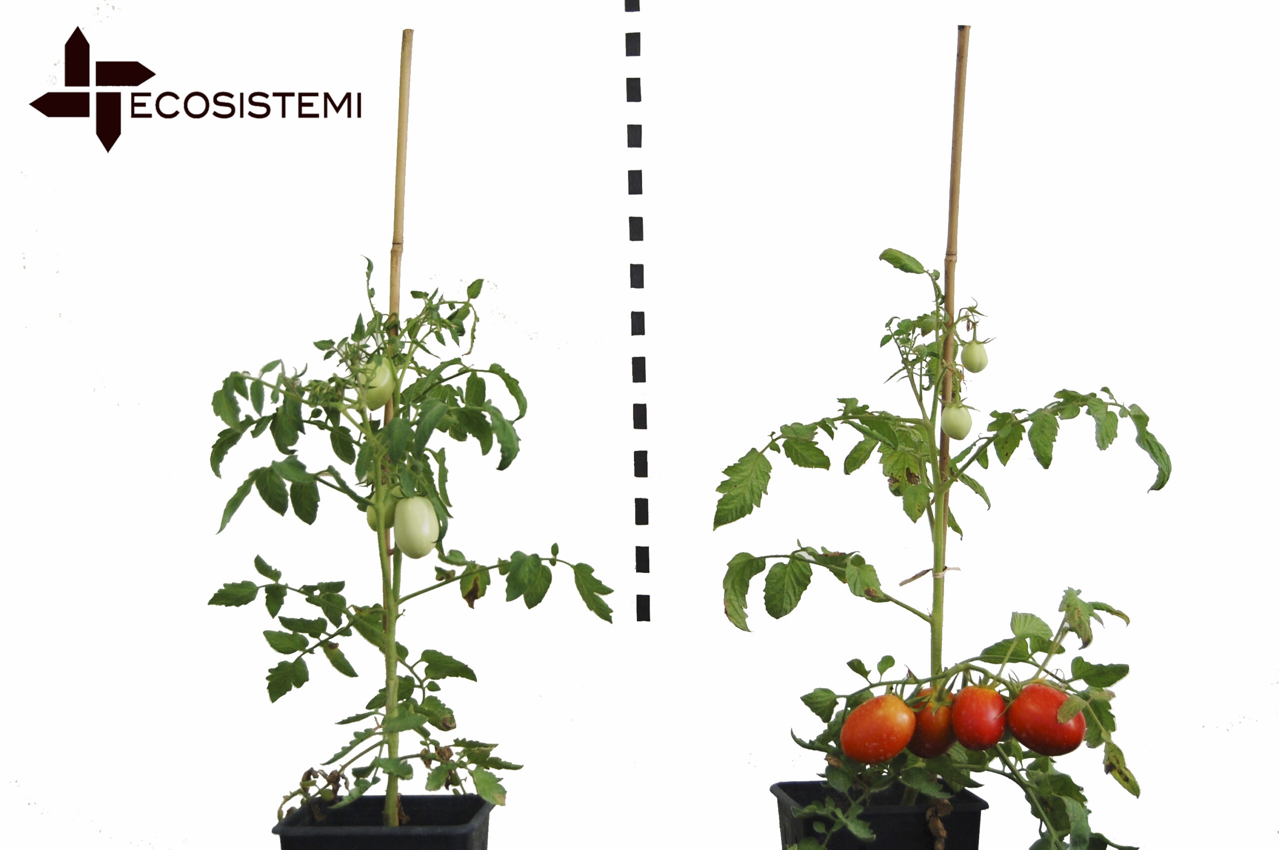 Suoli naturali ricostituiti Pomodoro Ecosistemi Piacenza scaled Suoli naturali ricostituiti Pomodoro Ecosistemi Piacenza NUOVA PUBBLICAZIONE DEL GRUPPO DI RICERCA SU AGROCHIMICA Suoli naturali ricostituiti Pomodoro Ecosistemi Piacenza scaled Suoli naturali ricostituiti Pomodoro Ecosistemi Piacenza ECOSISTEMI