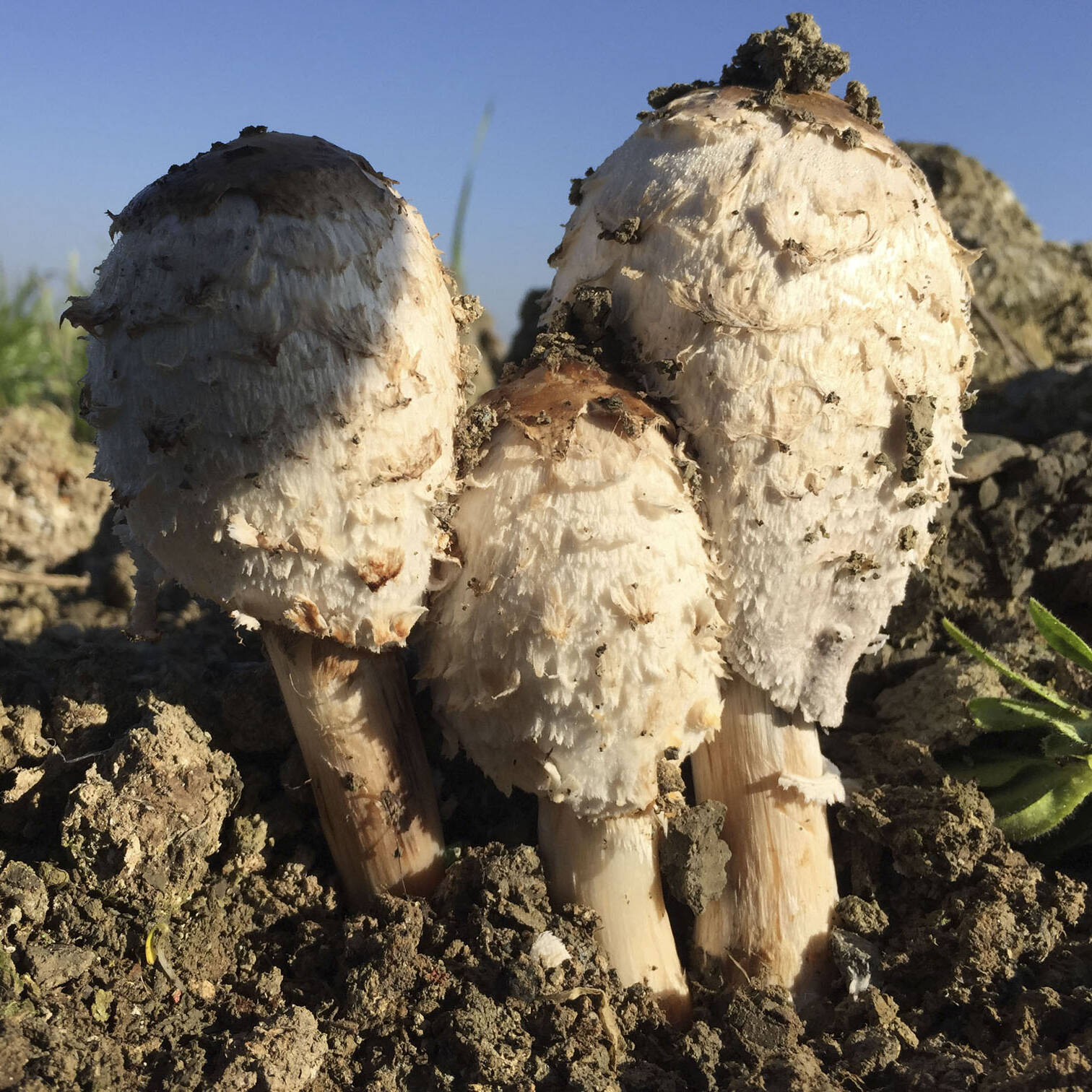 Suoli ricostituiti biodiversita reconstituited soils biodiversity Мелиорация uai Suoli ricostituiti biodiversità reconstituited soils biodiversity Мелиорация ECOSISTEMI Finanziamento UE New Life