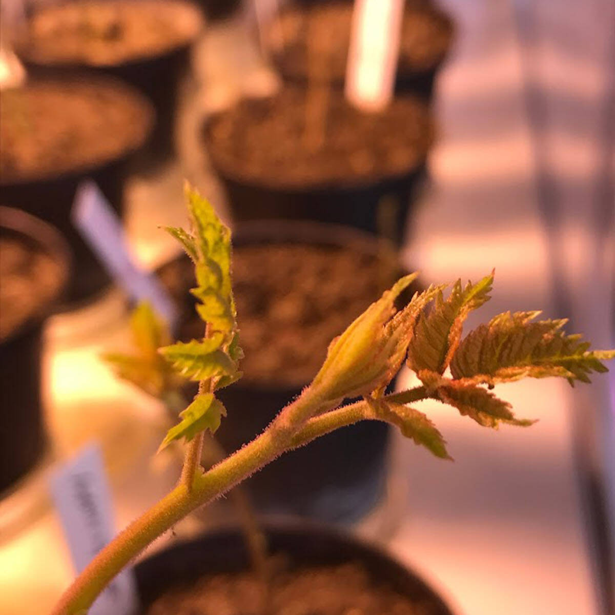 crescita quercus serra growth greenhouse uai crescita quercus serra growth greenhouse ECOSISTEMI Finanziamento UE New Life