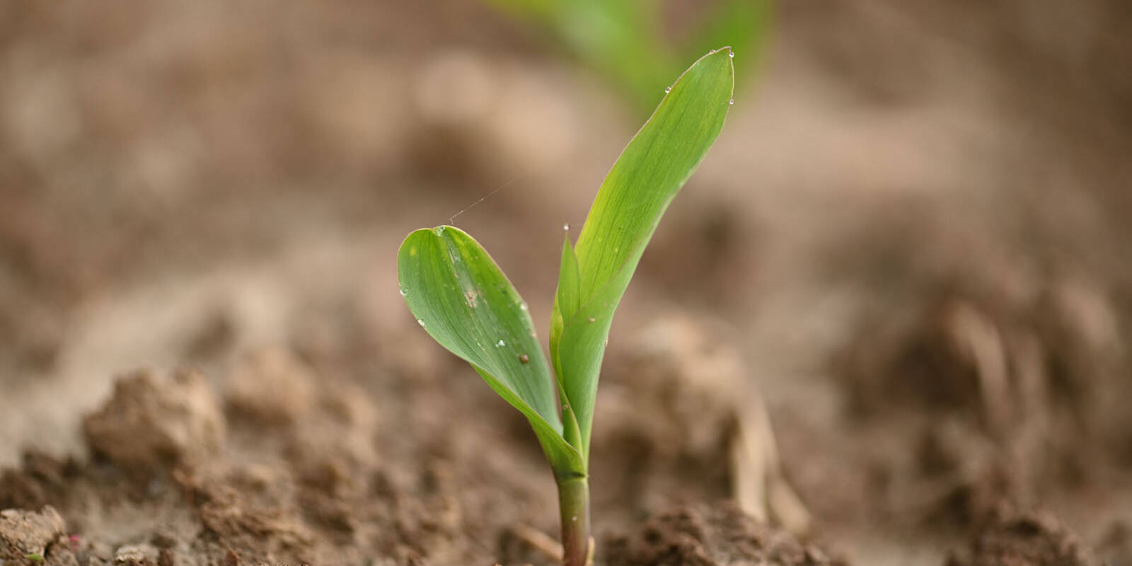 Aalisi terreni laboratorio mcm Ecosistemi Piacenza uai Aalisi terreni laboratorio mcm Ecosistemi Piacenza ECOSISTEMI suoli agrari,suoli forestali