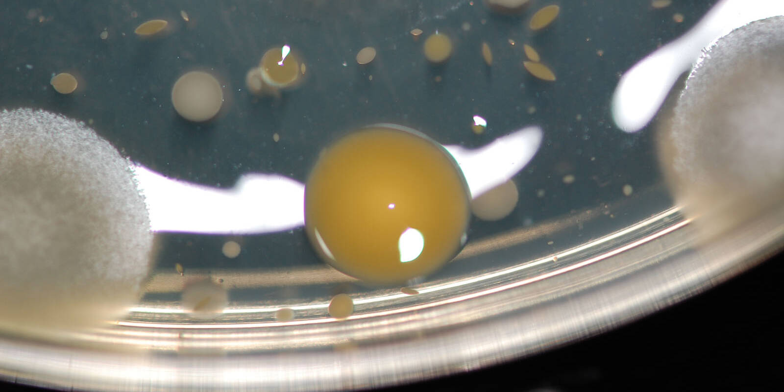 Biologia suolo terreno laboratorio analisi Ecosistemi Piacenza uai Biologia suolo terreno laboratorio analisi Ecosistemi Piacenza ECOSISTEMI Analisi della fertilit&agrave; biologica