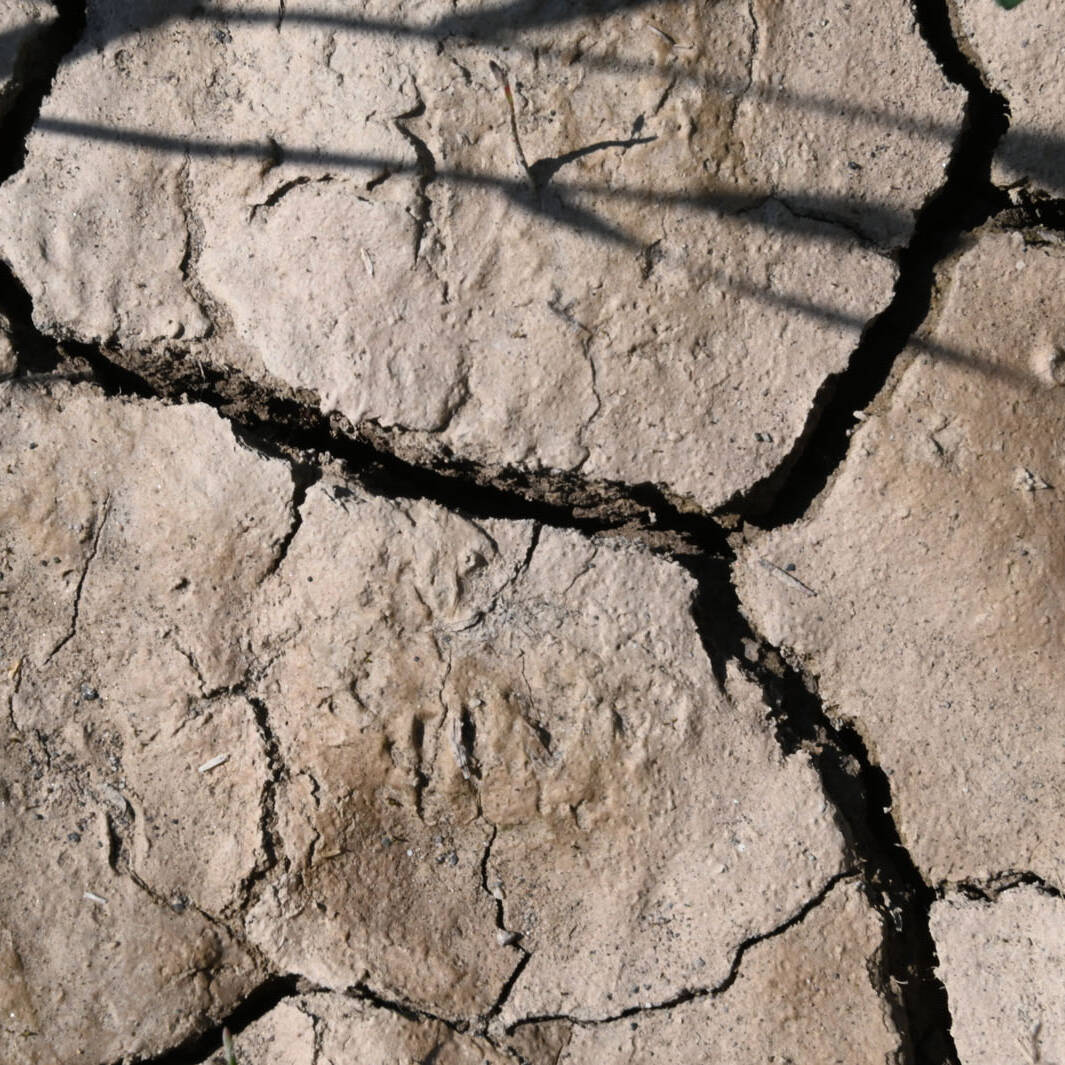 Perdita carbonio organico destrutturazione suolo analisi laboratorio Piacenza Ecosistemi uai Perdita carbonio organico destrutturazione suolo analisi laboratorio Piacenza Ecosistemi Ecologia del suolo Conservazione Ecologia del suolo Perdita carbonio organico destrutturazione suolo analisi laboratorio Piacenza Ecosistemi uai Perdita carbonio organico destrutturazione suolo analisi laboratorio Piacenza Ecosistemi ECOSISTEMI Ecologia del suolo