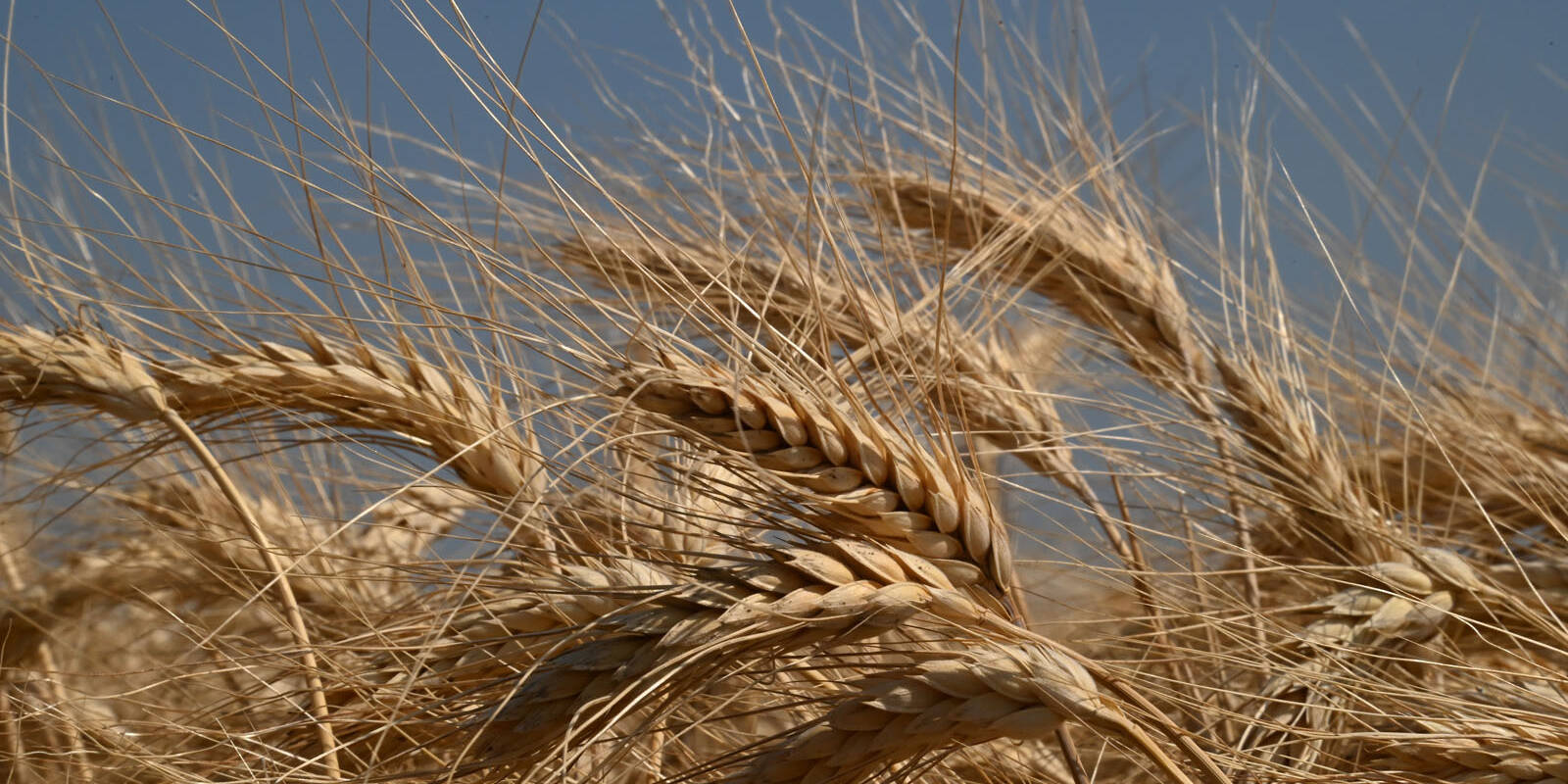 Produttivita agraria laboratorio chimico mcm Ecosistemi Piacenza analisi uai Produttività agraria laboratorio chimico mcm Ecosistemi Piacenza analisi Stima della capacità d’uso dei terreni Stima della capacità d’uso dei terreni,capacità d'uso dei terreni Produttivita agraria laboratorio chimico mcm Ecosistemi Piacenza analisi uai Produttività agraria laboratorio chimico mcm Ecosistemi Piacenza analisi ECOSISTEMI Stima della capacità d’uso dei terreni,capacità d'uso dei terreni