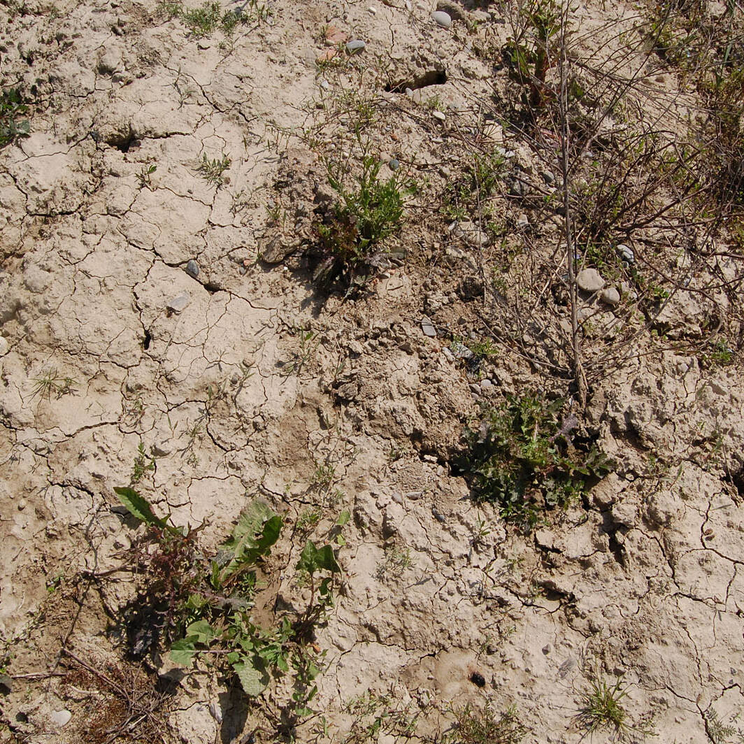 Suolo agricolo degradato limoso compattazione mineralizzazione analisi fisico chimiche Ecosistemi Piacenza uai Suolo agricolo degradato limoso compattazione mineralizzazione analisi fisico chimiche Ecosistemi Piacenza Ecologia del suolo Conservazione Ecologia del suolo Suolo agricolo degradato limoso compattazione mineralizzazione analisi fisico chimiche Ecosistemi Piacenza uai Suolo agricolo degradato limoso compattazione mineralizzazione analisi fisico chimiche Ecosistemi Piacenza ECOSISTEMI Ecologia del suolo