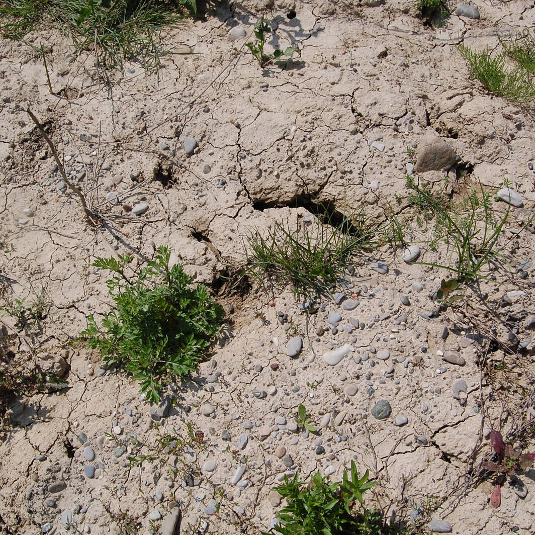 Terreno agricolo degradato laboratorio analisi Ecosistemi Piacenza uai Terreno agricolo degradato laboratorio analisi Ecosistemi Piacenza Ecologia del suolo Conservazione Ecologia del suolo Terreno agricolo degradato laboratorio analisi Ecosistemi Piacenza uai Terreno agricolo degradato laboratorio analisi Ecosistemi Piacenza ECOSISTEMI Ecologia del suolo